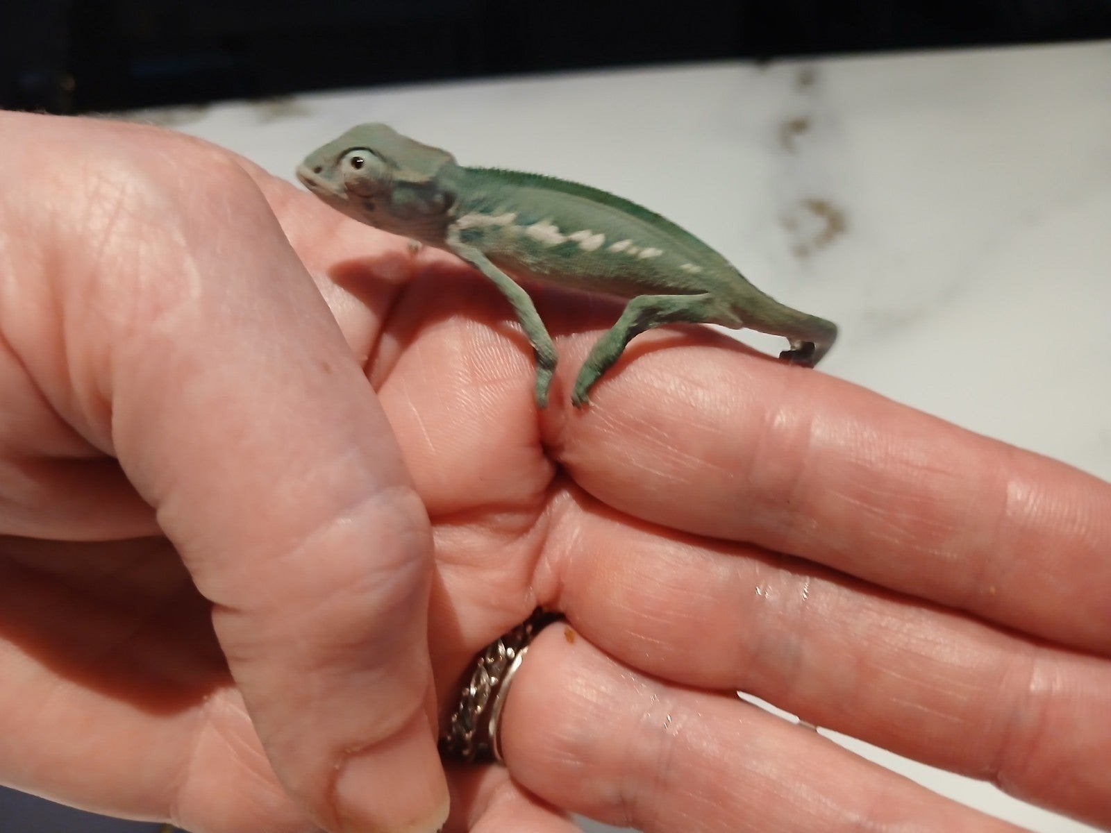 Caméléon furcifer pardalis  mâle