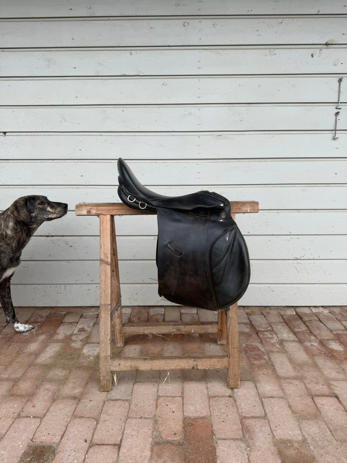 Selle noire, Animaux & Accessoires, Moyen, XL (18 pouces ou plus), Enlèvement, Utilisé