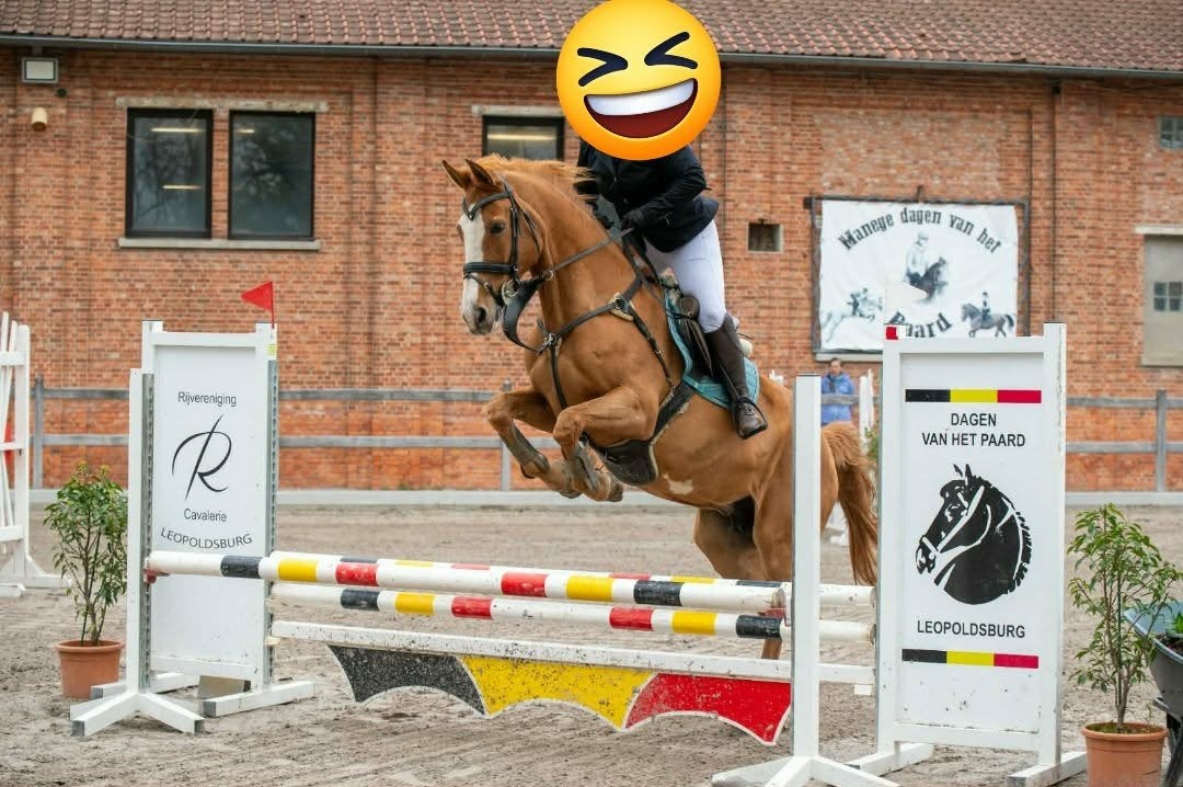 Bwp merrie, Dieren en Toebehoren, Paarden, Merrie