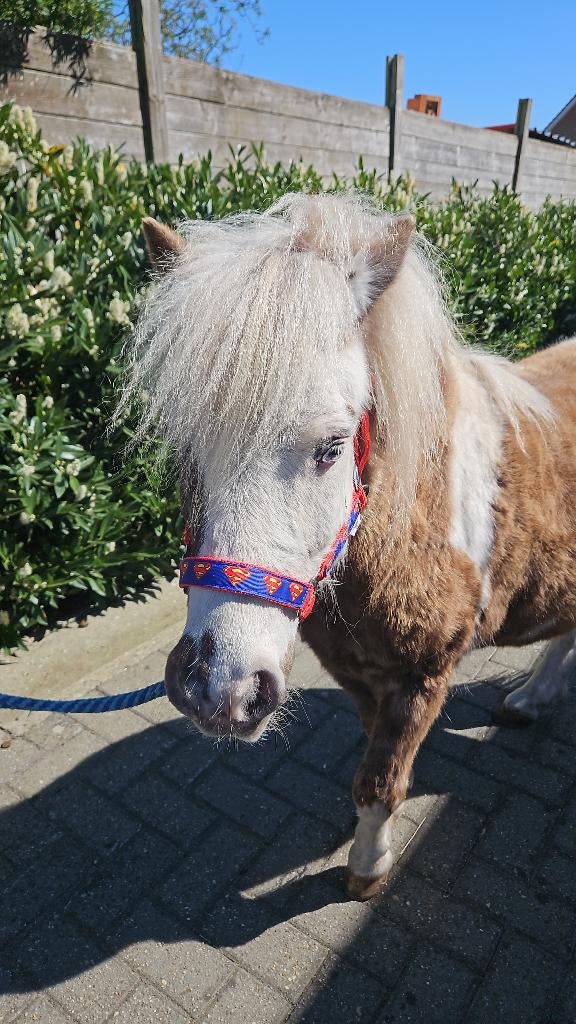 Nmprs mini paardje, Dieren en Toebehoren, Met stamboom, Ruin, Niet van toepassing, 0 tot 2 jaar