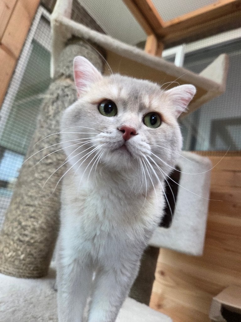 Herplaatsen gecastreerde kater, Chat, Avec pedigree, 3 à 5 ans