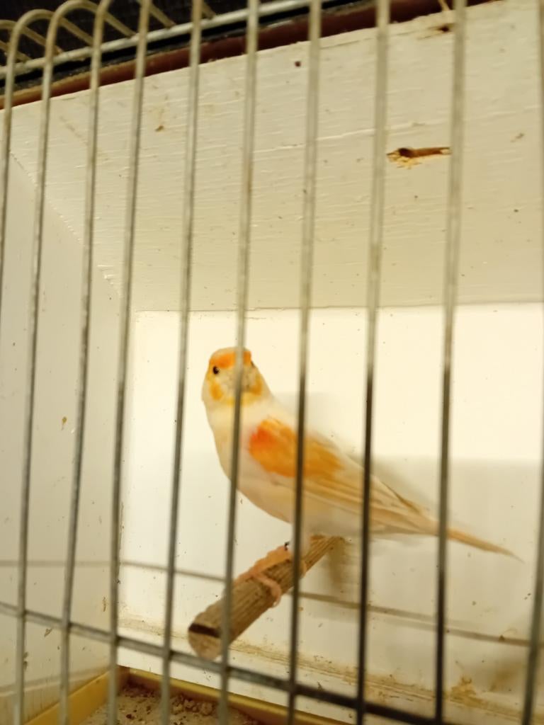 Koppel harlekijnen, Dieren en Toebehoren