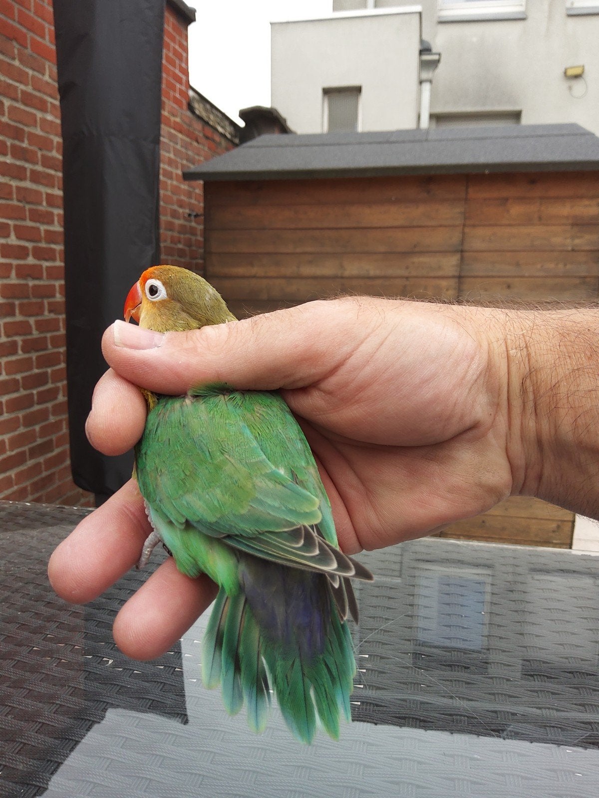 Fischeri, Animaux & Accessoires