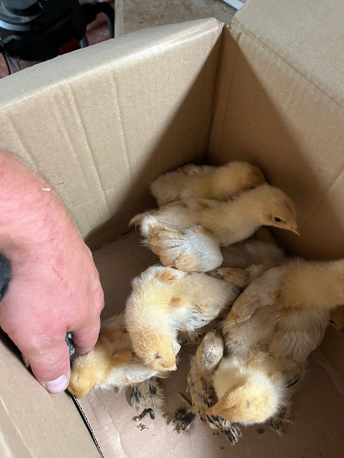 Brahma colombia buff zwart, Dieren en Toebehoren, Pluimvee