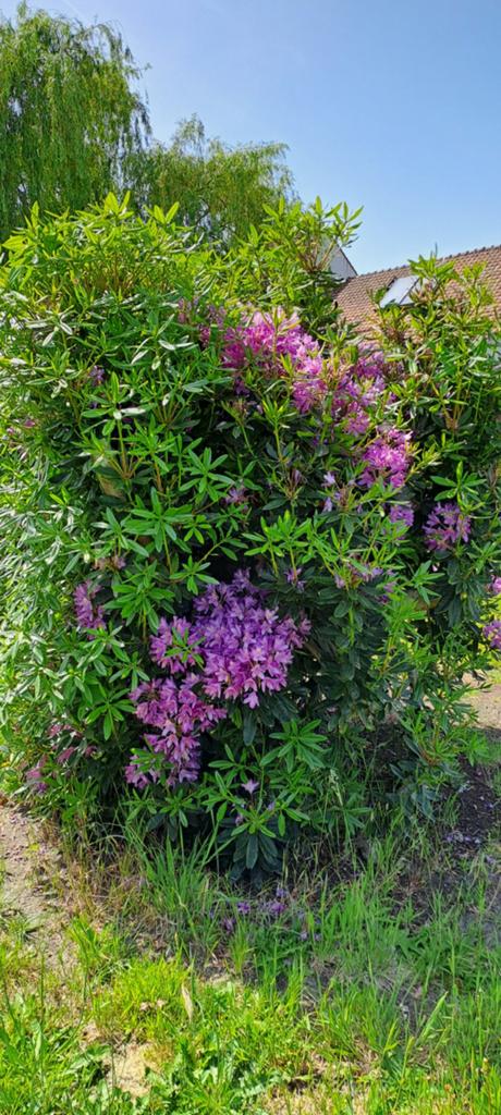 Grote rododendron, Jardin & Terrasse, Plantes | Arbustes & Haies, Enlèvement