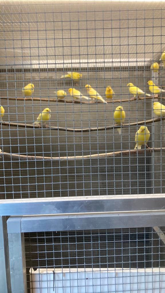 Kanaries, Dieren en Toebehoren, Vogels | Kanaries, Mannelijk, Kleurkanarie