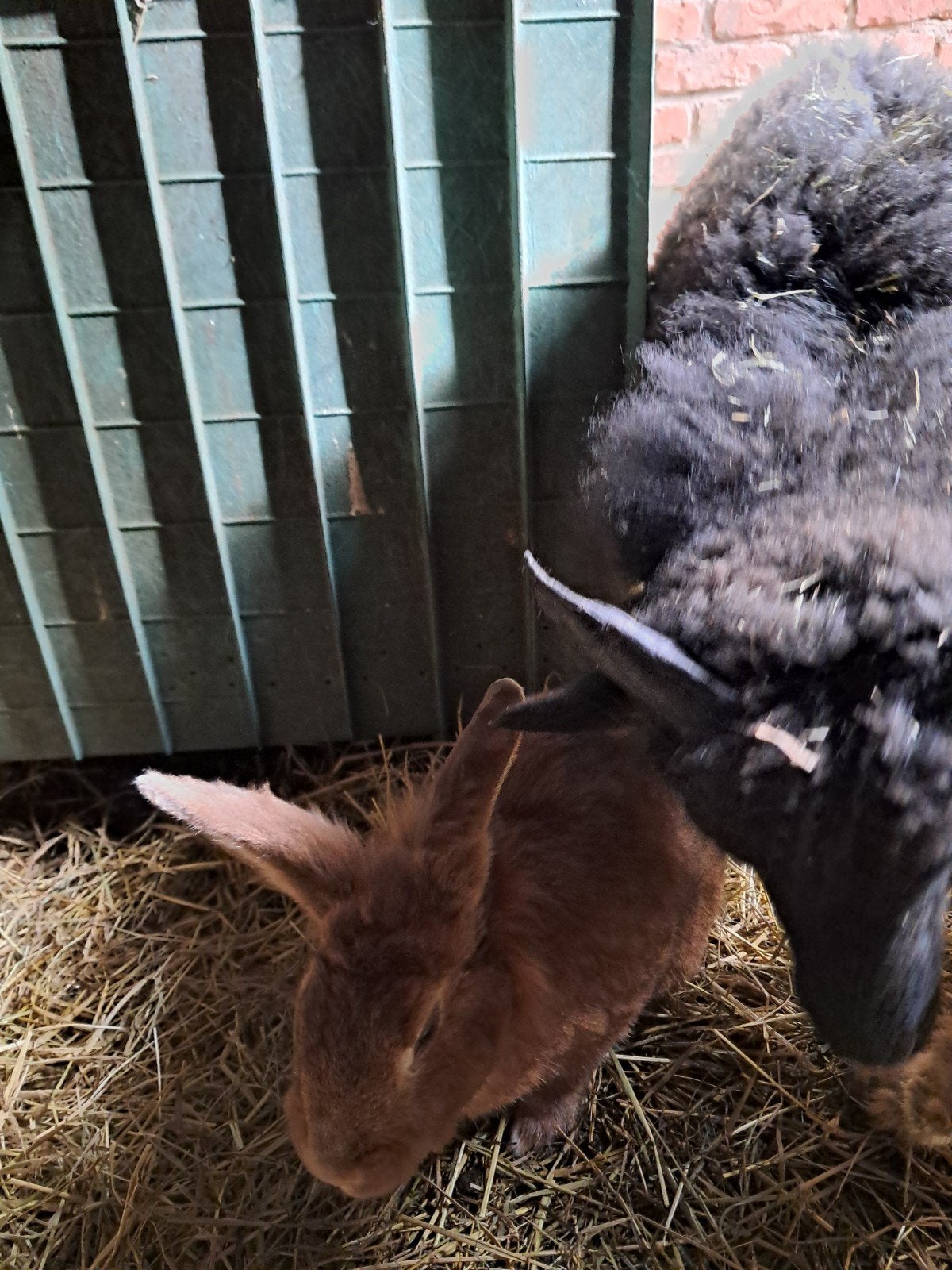 heel tam konijn, Dieren en Toebehoren