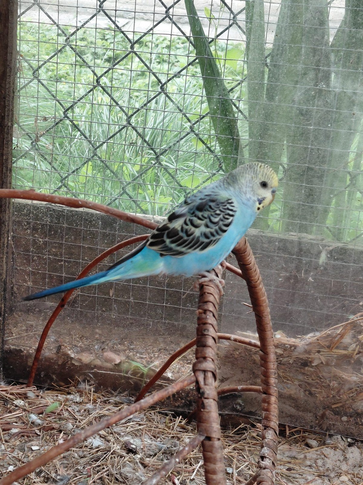 Grasparkieten te koop, Dieren en Toebehoren, Vogels | Parkieten en Papegaaien