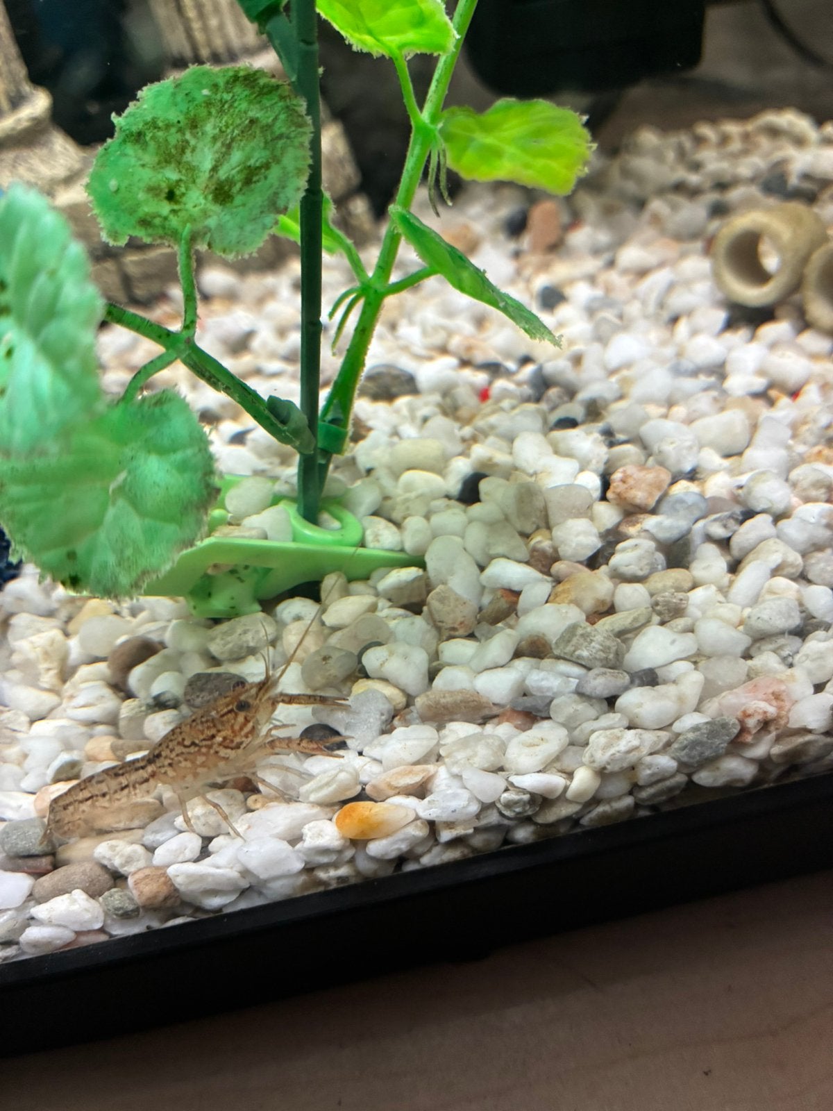 Kreeftjes, Animaux & Accessoires, Poissons | Poissons d'aquarium
