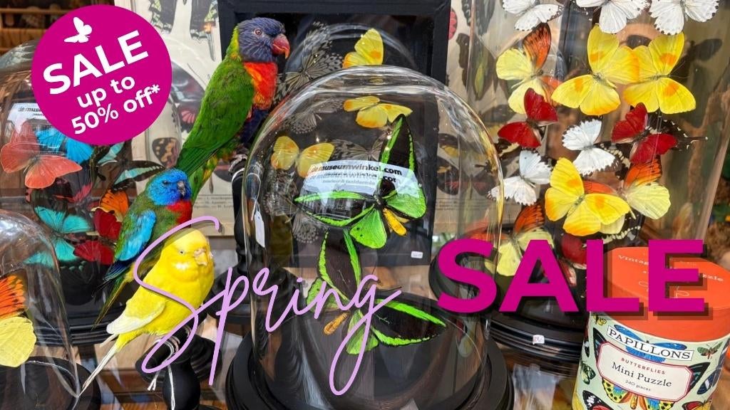 Sale op heel veel artikelen bij De museumwinkel!, Verzamelen, Dierenverzamelingen, Nieuw, Overige typen, Overige soorten, Ophalen of Verzenden
