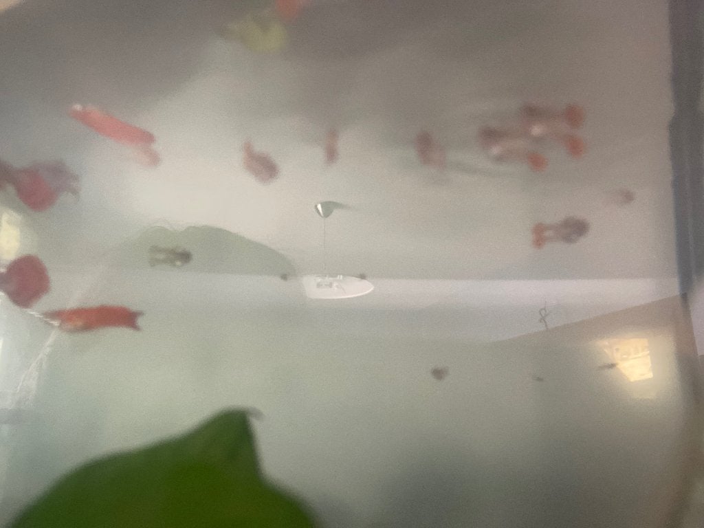 guppies, Vis, Zoetwatervis