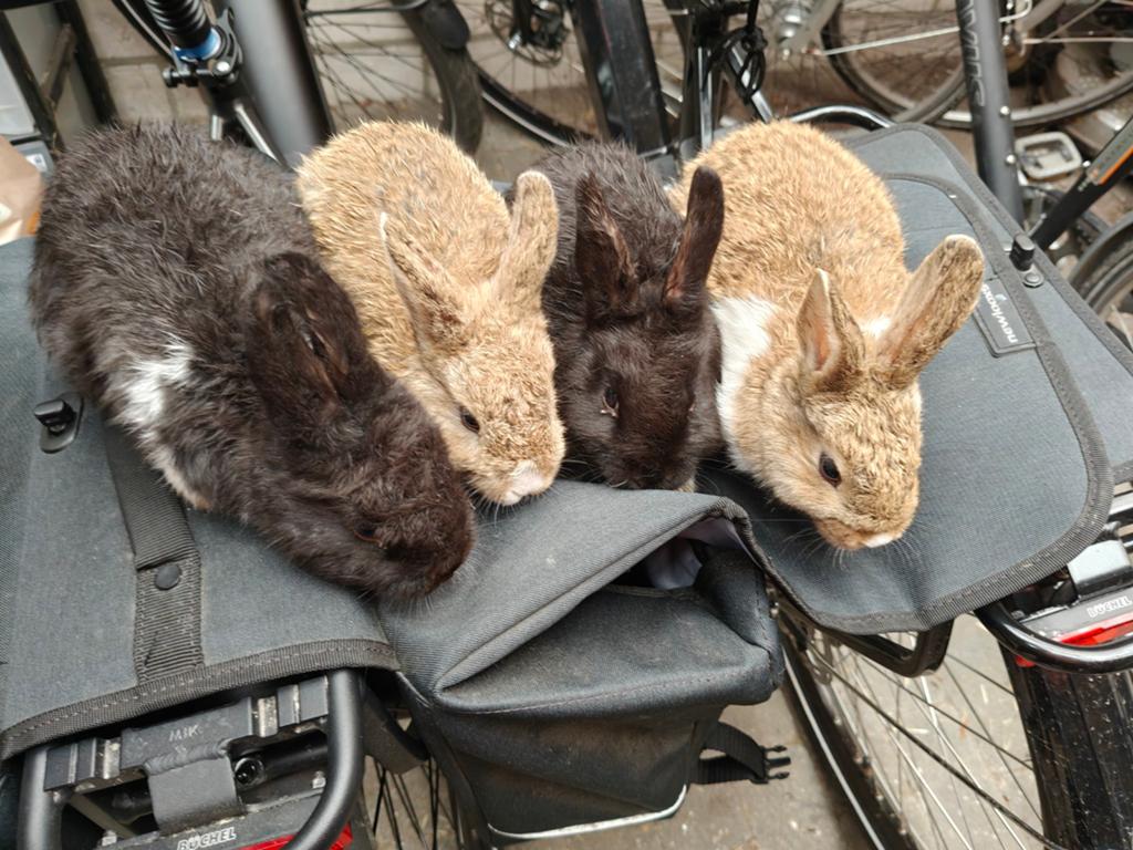 Konijnen, Dieren en Toebehoren, Konijnen