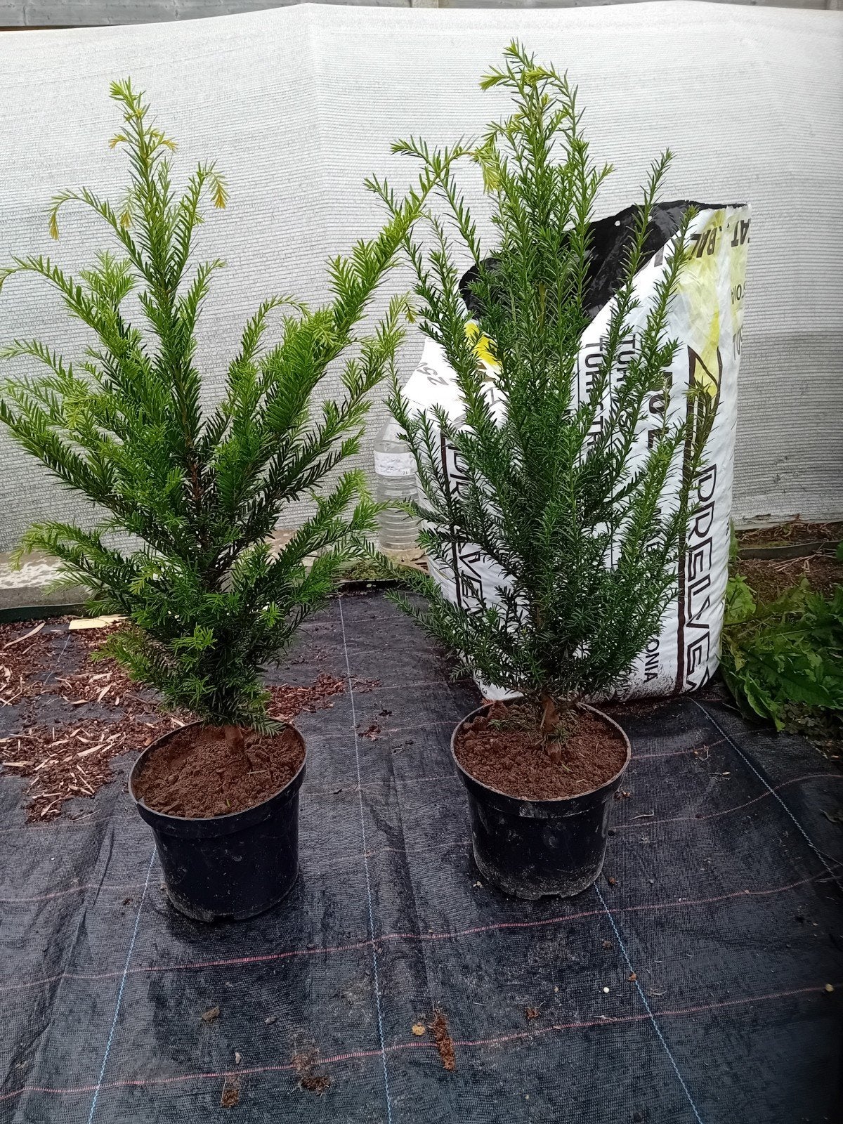 Taxus Haagplanten, Ophalen, Taxus