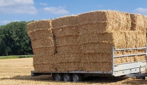Superkwaliteit Tarwestro te koop – Kafvrij & Stofarm!, Dieren en Toebehoren