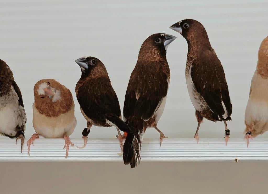 Japanse meeuwtjes, Animaux & Accessoires, Oiseaux | Oiseaux Autre, Oiseau tropical, Plusieurs animaux