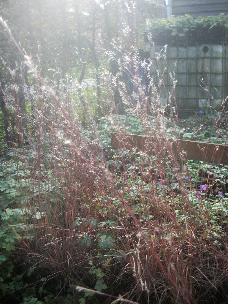 Schizachyrium (Andropogon') scoprium 'Blue Heaven', Ophalen, Volle zon, Vaste plant, Siergrassen