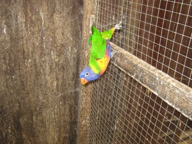 a vendre beau jeune male lori blauw bergen  2025, Mâle, Perroquet