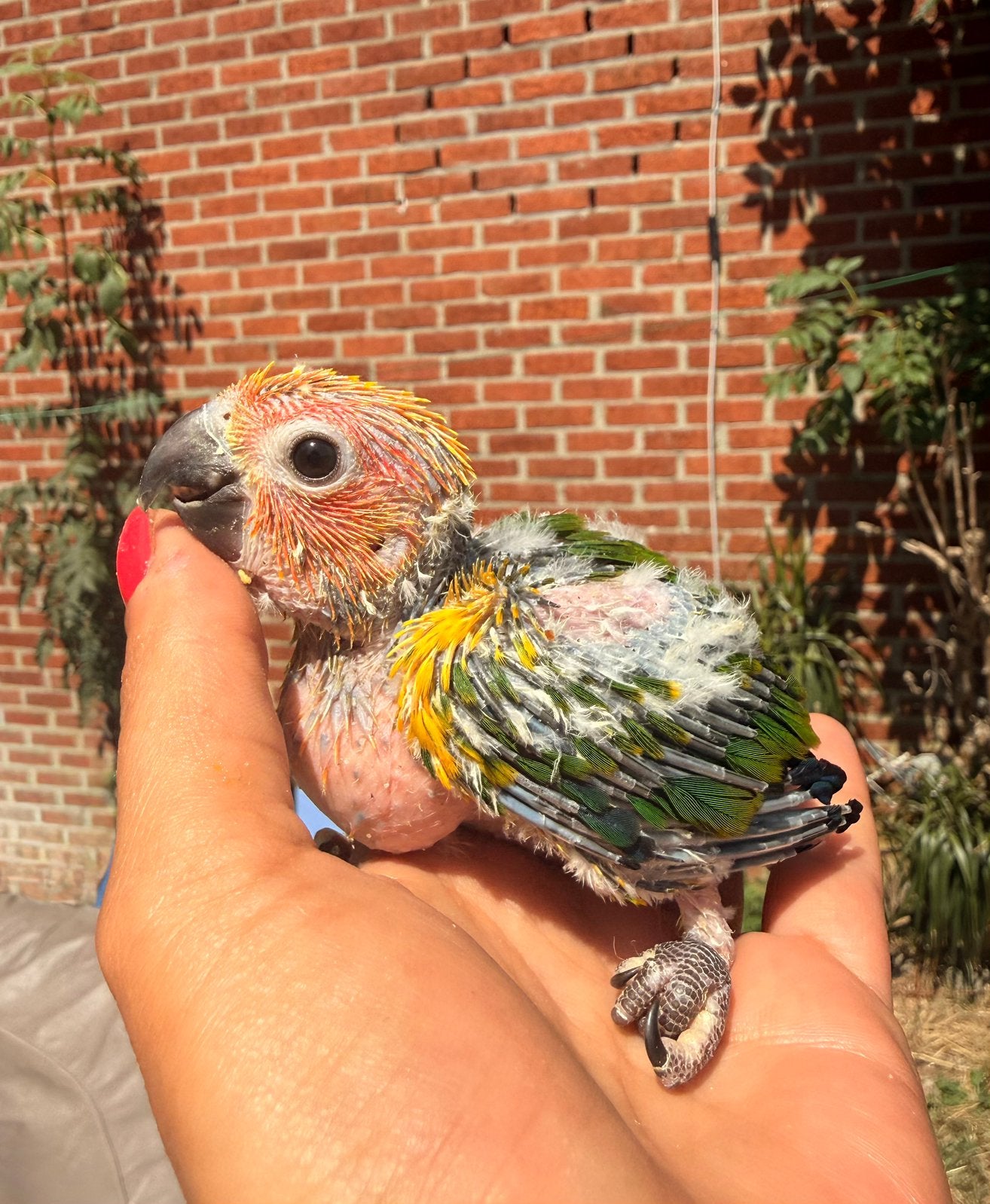 Conure soleil, Animaux & Accessoires, Enlèvement