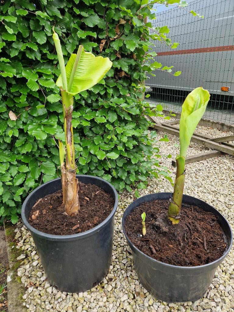 Musa Basjo  ( minstens 2 scheuten), Tuin en Terras, Planten | Tuinplanten, Volle zon, Vaste plant, Bloeit niet, Ophalen