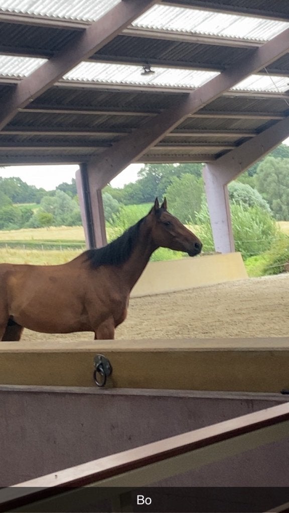Paard, Met stamboom, Ruin, Niet van toepassing, 3 tot 6 jaar