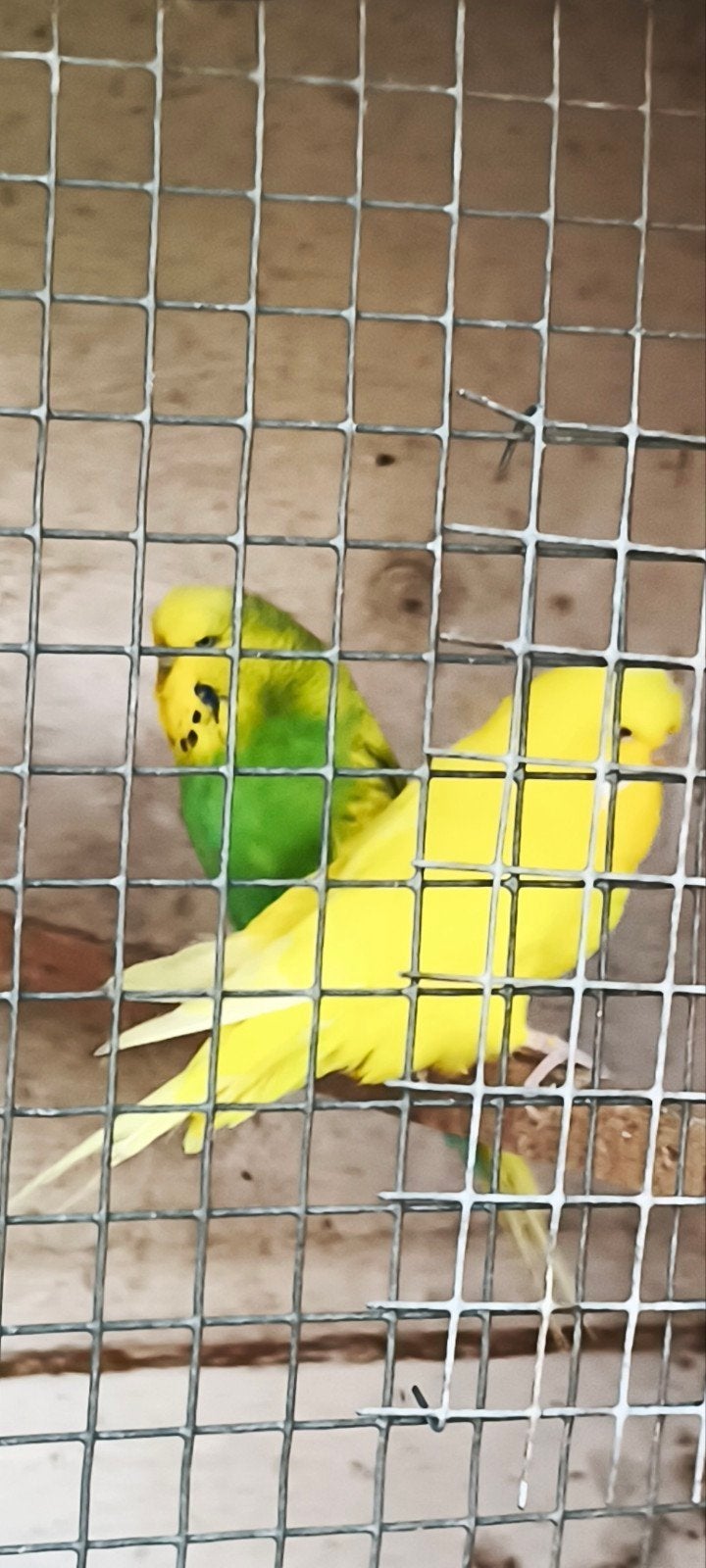mooi koppel Engelse grasparkieten te koop, Dieren en Toebehoren