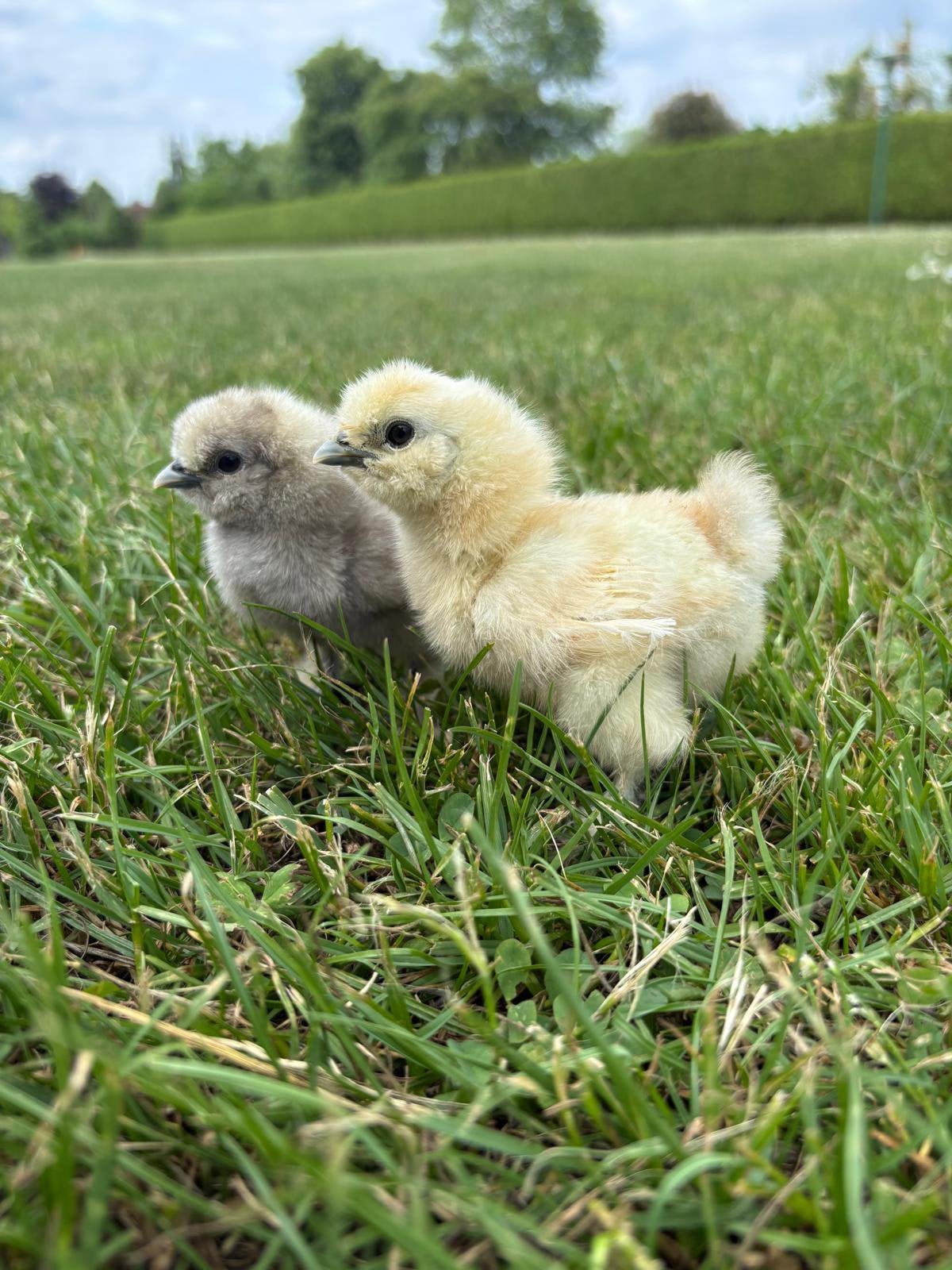 Broedei zijdehoen, Dieren en Toebehoren
