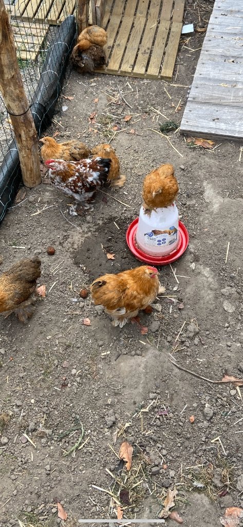 Cochin kriel, Dieren en Toebehoren, Pluimvee, Kip
