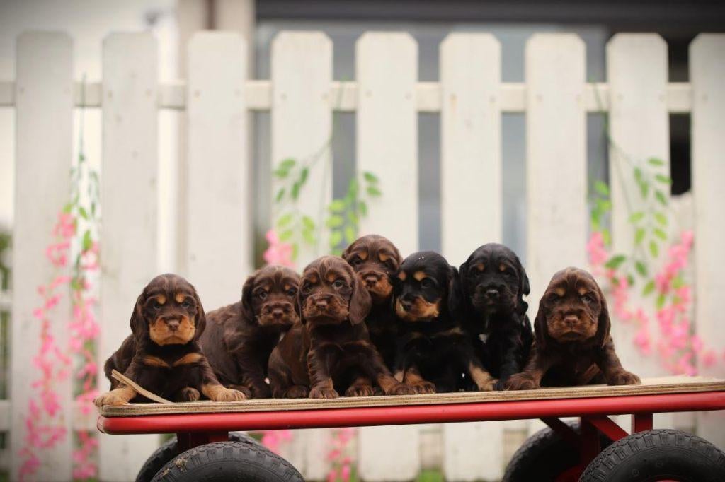 Choco bruine Engelse Cocker pups, DNA gecontroleerd, Dieren en Toebehoren, Parvo, België, 8 tot 15 weken, Meerdere