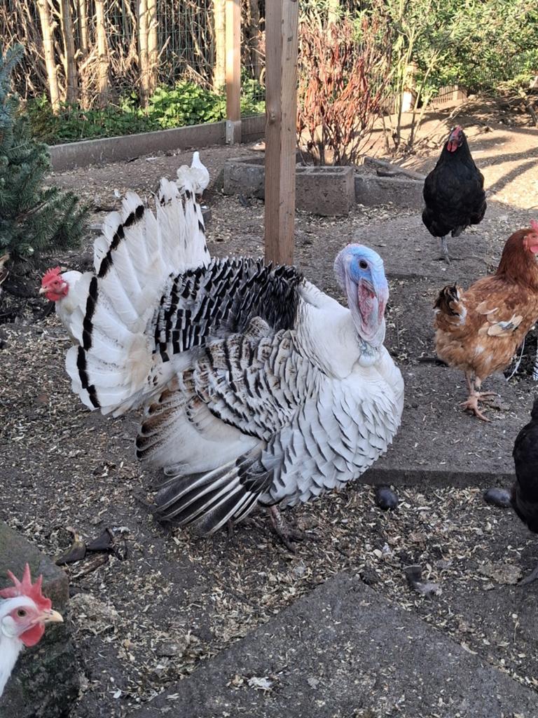 Broedeieren ronquiere kalkoenen, Dieren en Toebehoren, Pluimvee