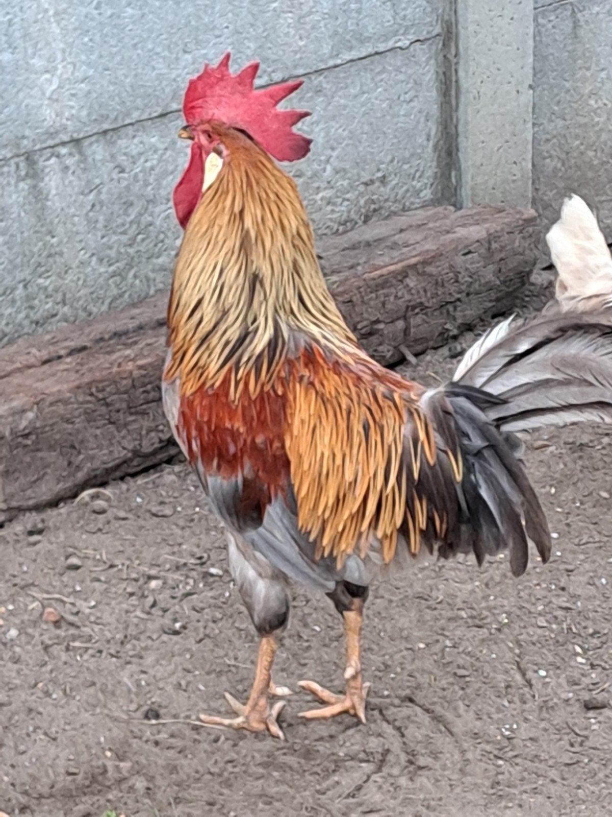 Haan te koop, Dieren en Toebehoren, Pluimvee
