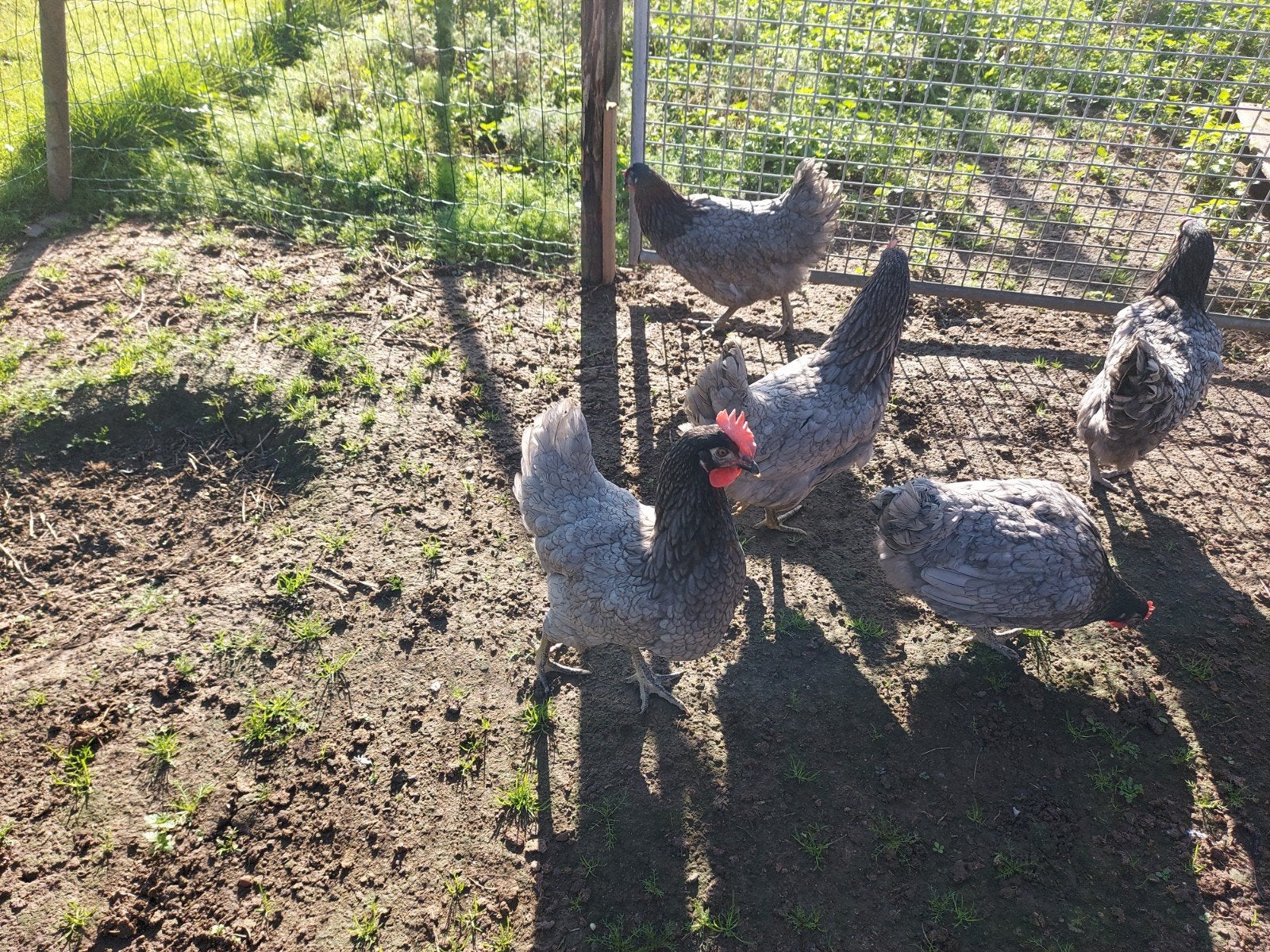 legkippen bleu de landes, Kip