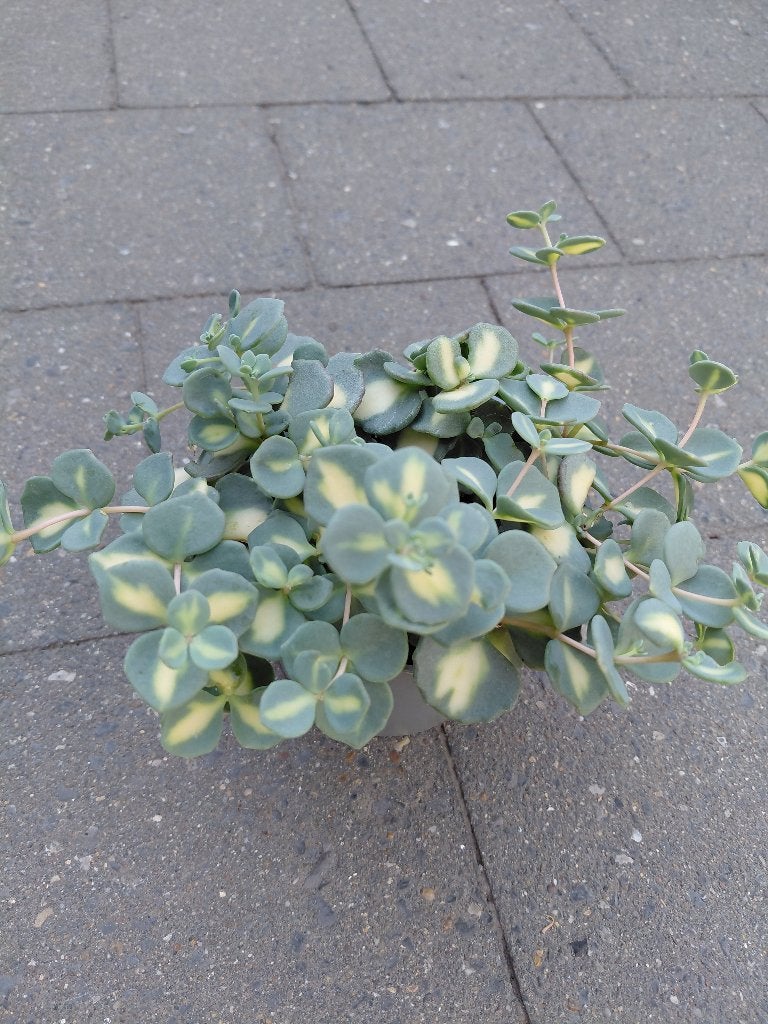 sedum in soorten, Tuin en Terras, Ophalen