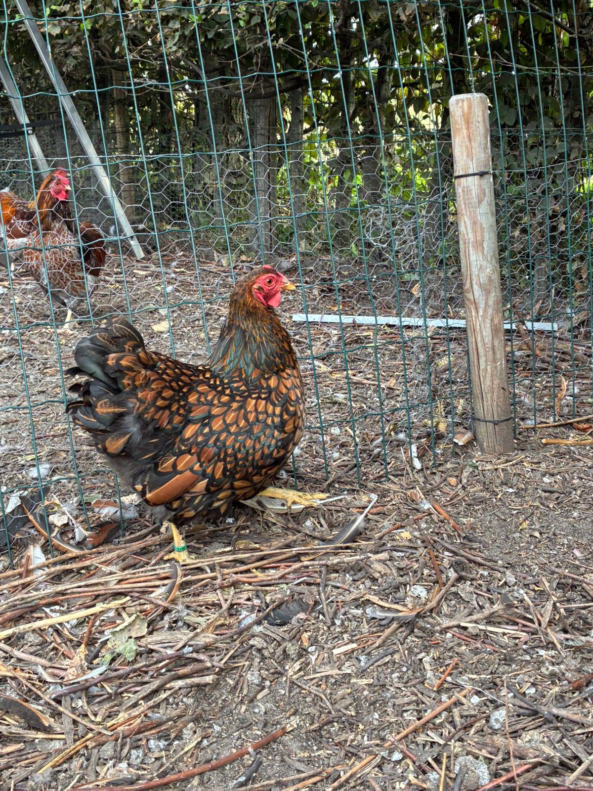 Foktoom Wyandotte kriel, Plusieurs animaux, Poule ou poulet
