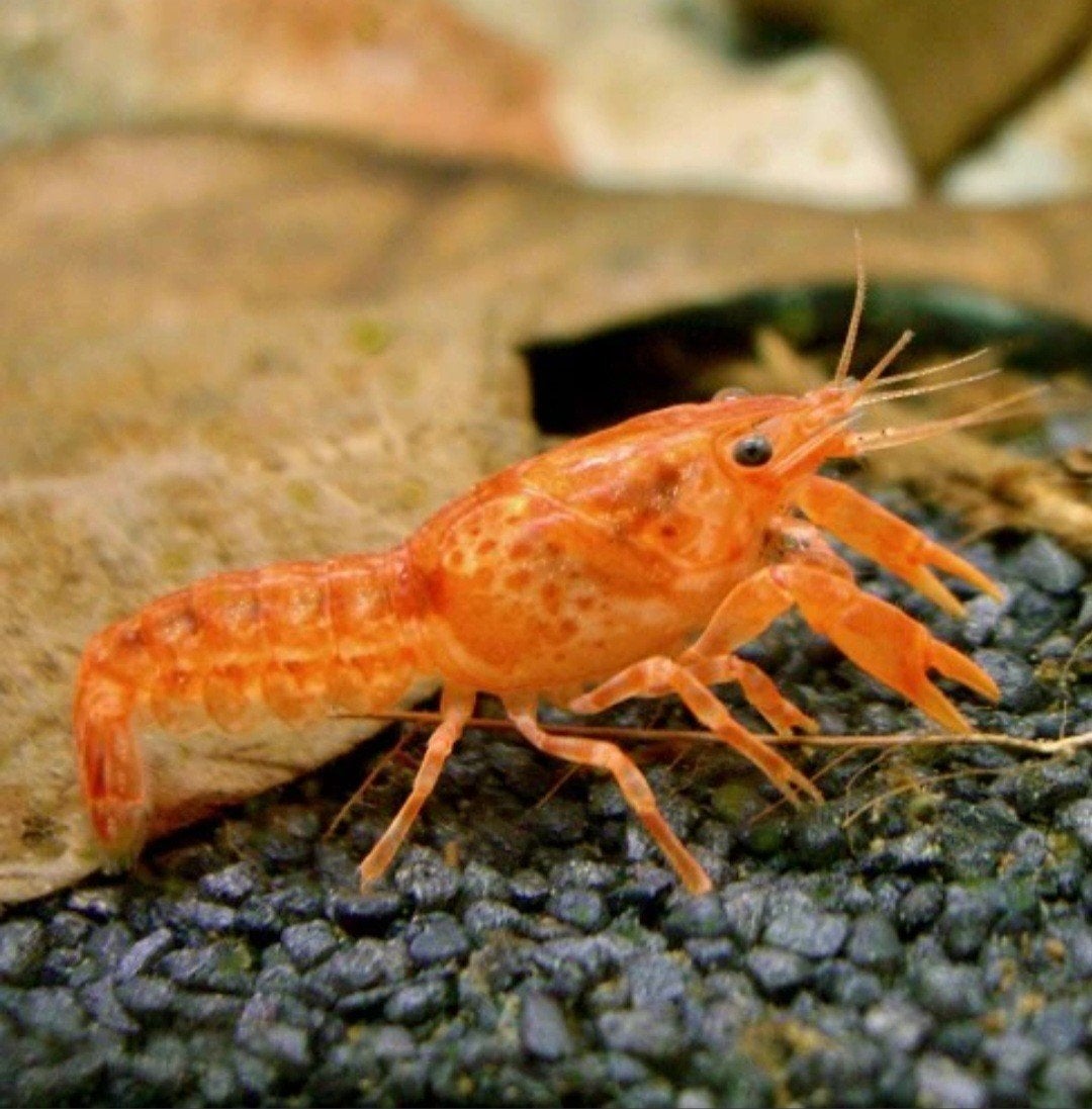 kleine kreeftjes, Homard, Crabe ou Crevette, Poisson d'eau douce