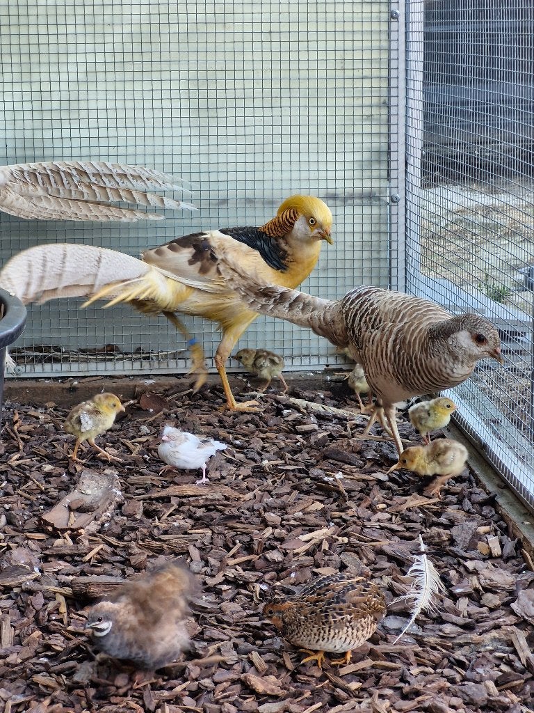 Goudfazant kweektrio + natuurbroed, Dieren en Toebehoren, Meerdere dieren, Overige soorten