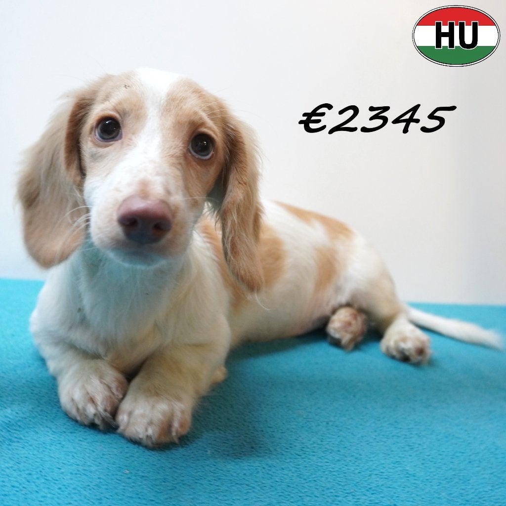 Teckel à poil long - crème & piebald, chiots à vendre, Animaux & Accessoires, 15 semaines à 1 an, Plusieurs animaux, Poils longs