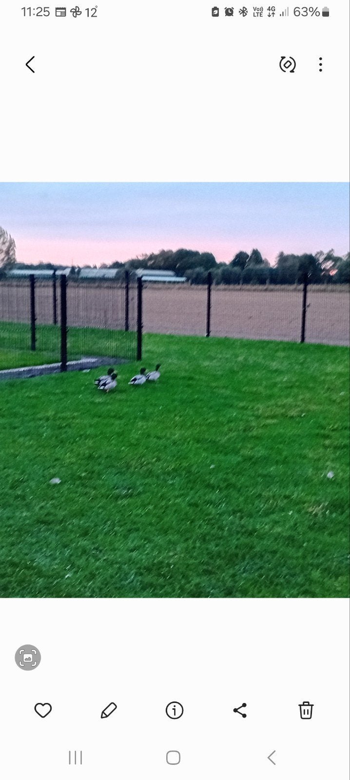 haantjes wilde eend, Dieren en Toebehoren
