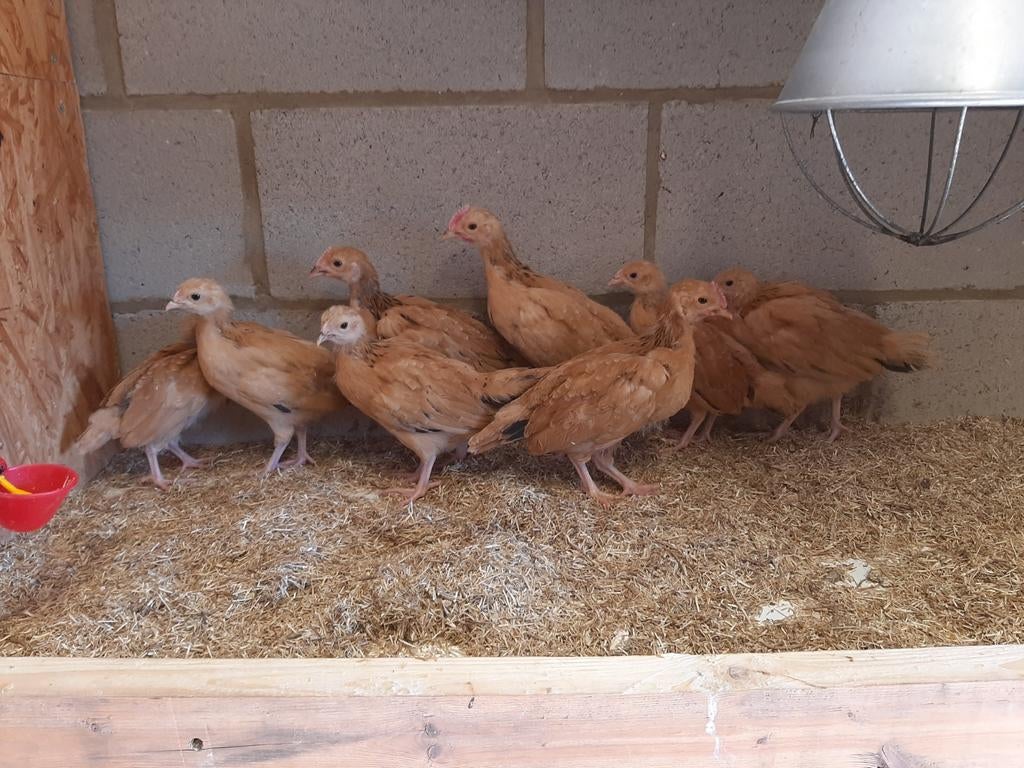 8 Kuikens Gele of Vale van Haspengouw, Dieren en Toebehoren