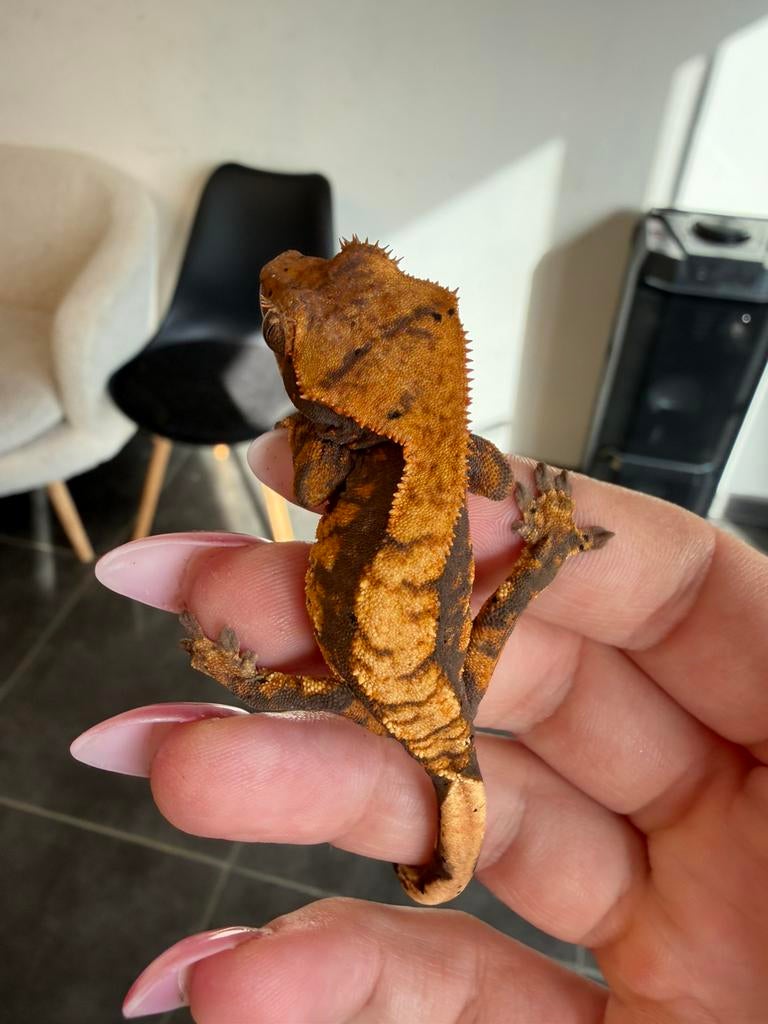 Dark Harlequin with spots wimpergekko, Dieren en Toebehoren