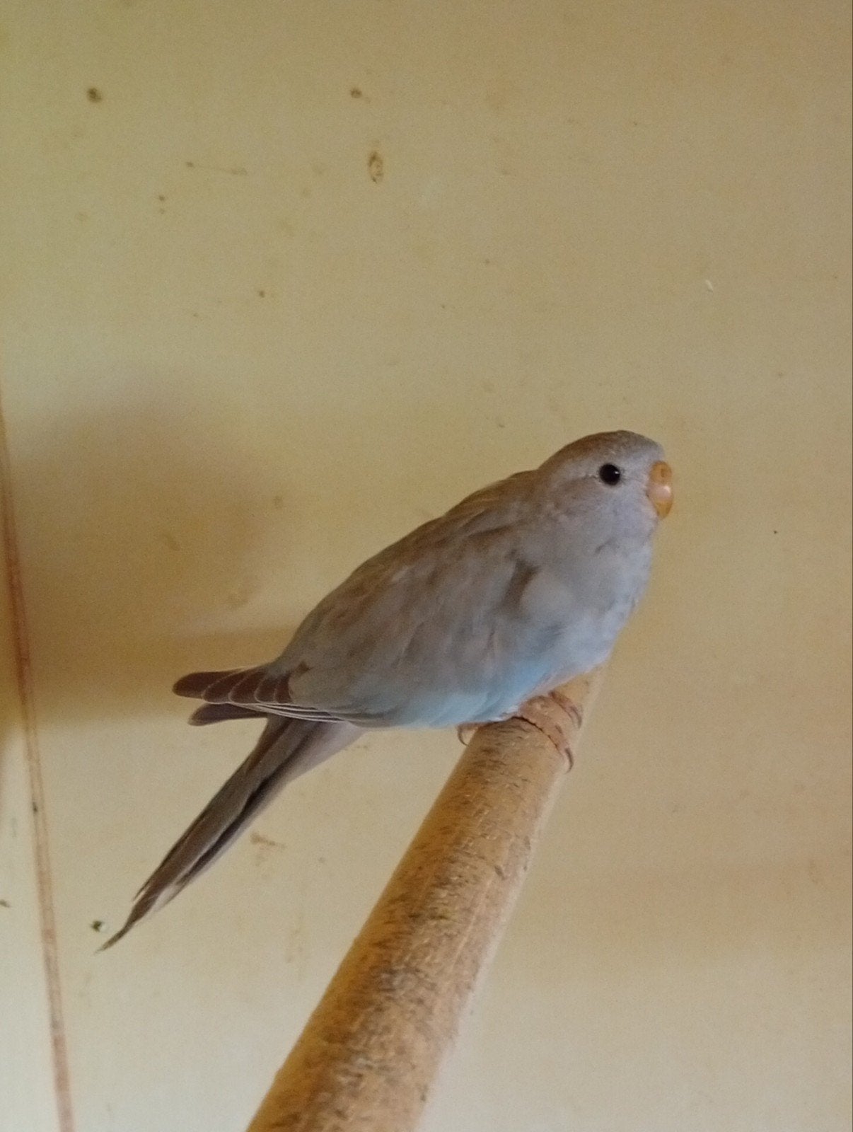 Splendid cinnamon blauw pop 26, Dieren en Toebehoren, Geringd