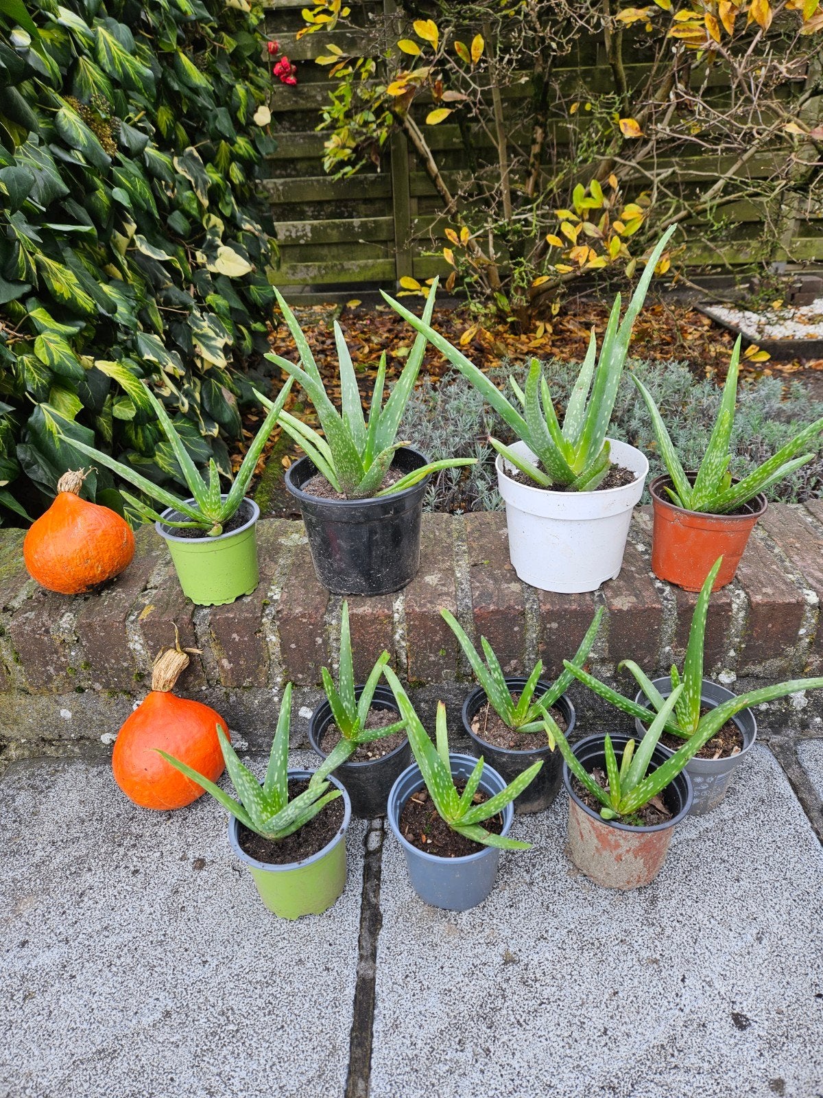 Mooie aloë vera plantjes, Ophalen