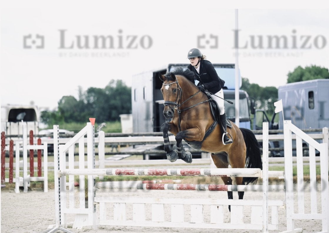 8 jarige bwp paard te koop, Hongre, Cheval de saut, 7 à 10 ans