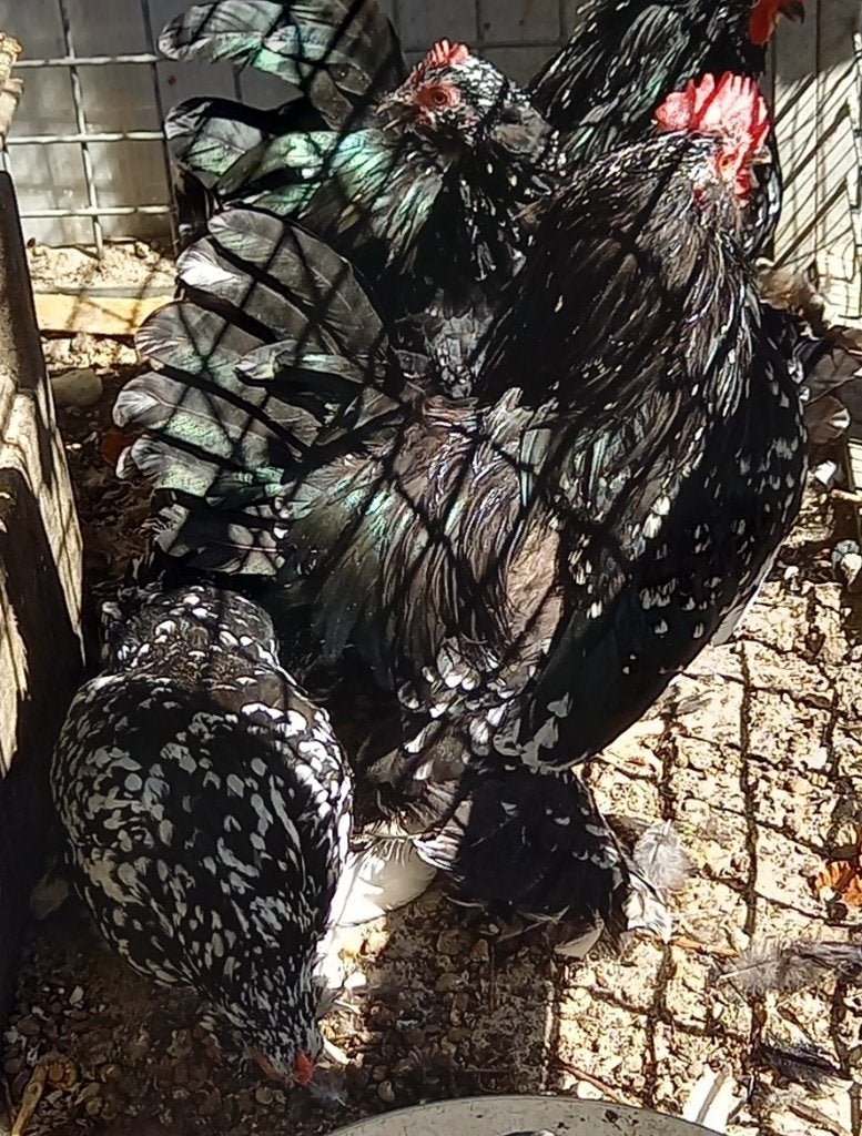 zwart wit gepareld sabelpoot kriel haantje, Animaux & Accessoires, Volatiles, Mâle, Poule ou poulet