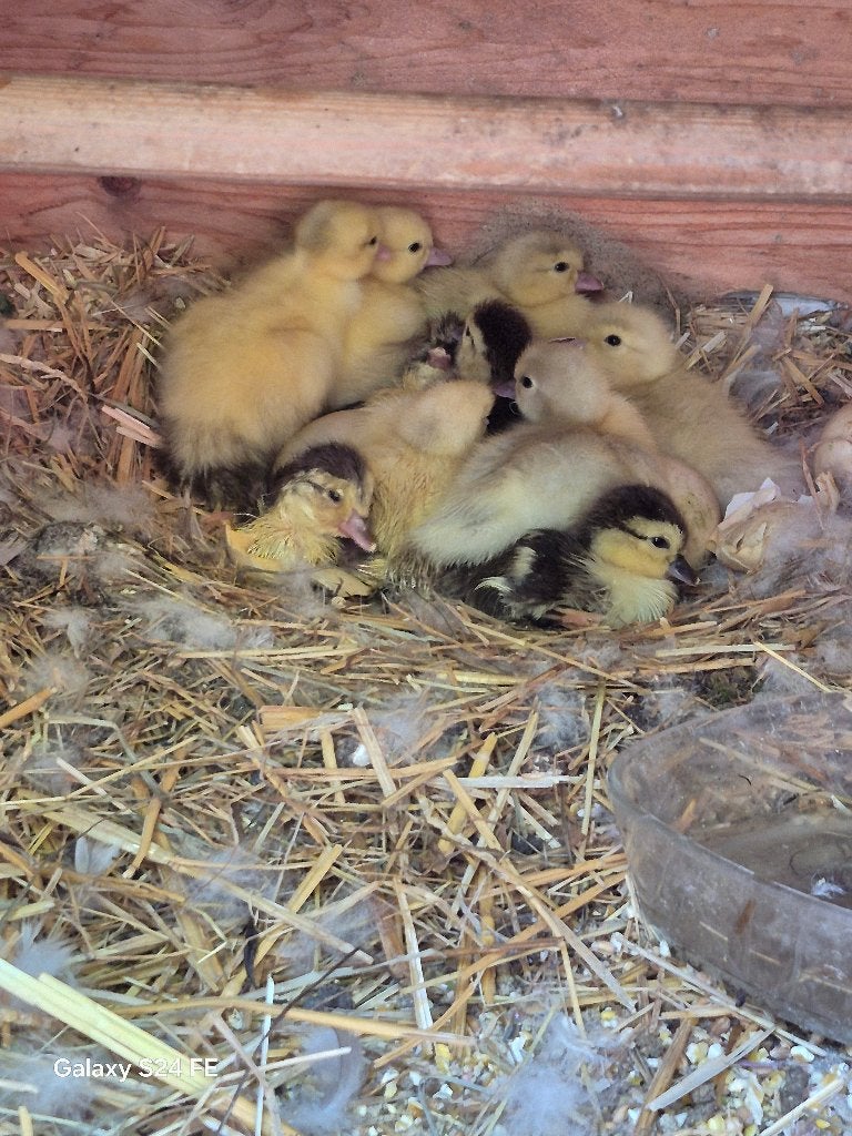 Barberieeenden kuikens, Dieren en Toebehoren, Pluimvee, Geslacht onbekend, Eend