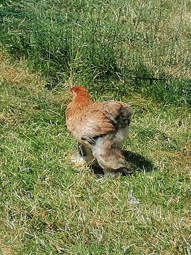 Poule et coque, Animaux & Accessoires, Volatiles | Accessoires, Enlèvement, Neuf, Couveuse