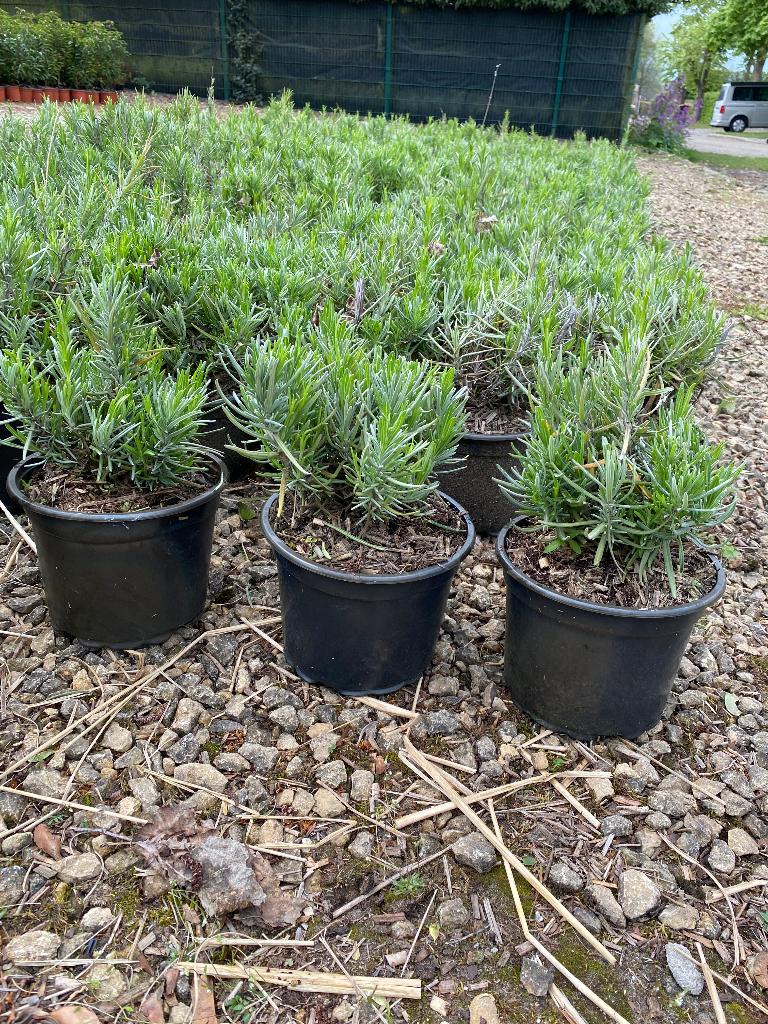 Lavande, Enlèvement, Plante fixe