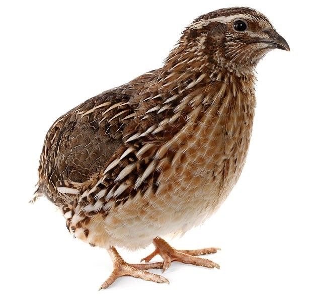 Japanse kwartel haantjes gezocht, Animaux & Accessoires, Oiseaux | Oiseaux Autre