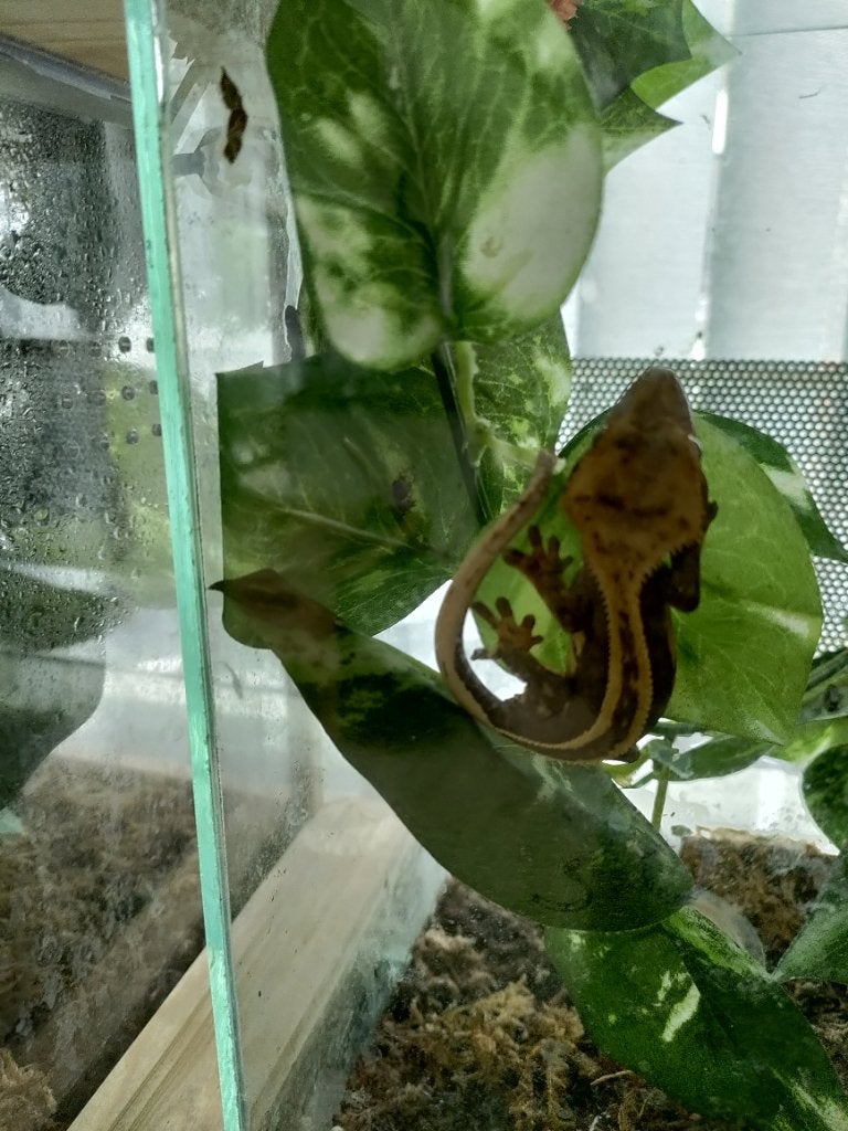 Wimper gecko / crested gecko, Dieren en Toebehoren, Overige soorten, Met terrarium, 0 tot 2 jaar