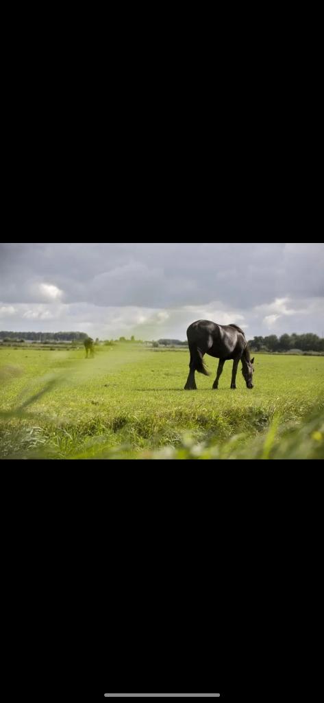 Weide gezocht, Weidegang, 4 paarden of pony's of meer