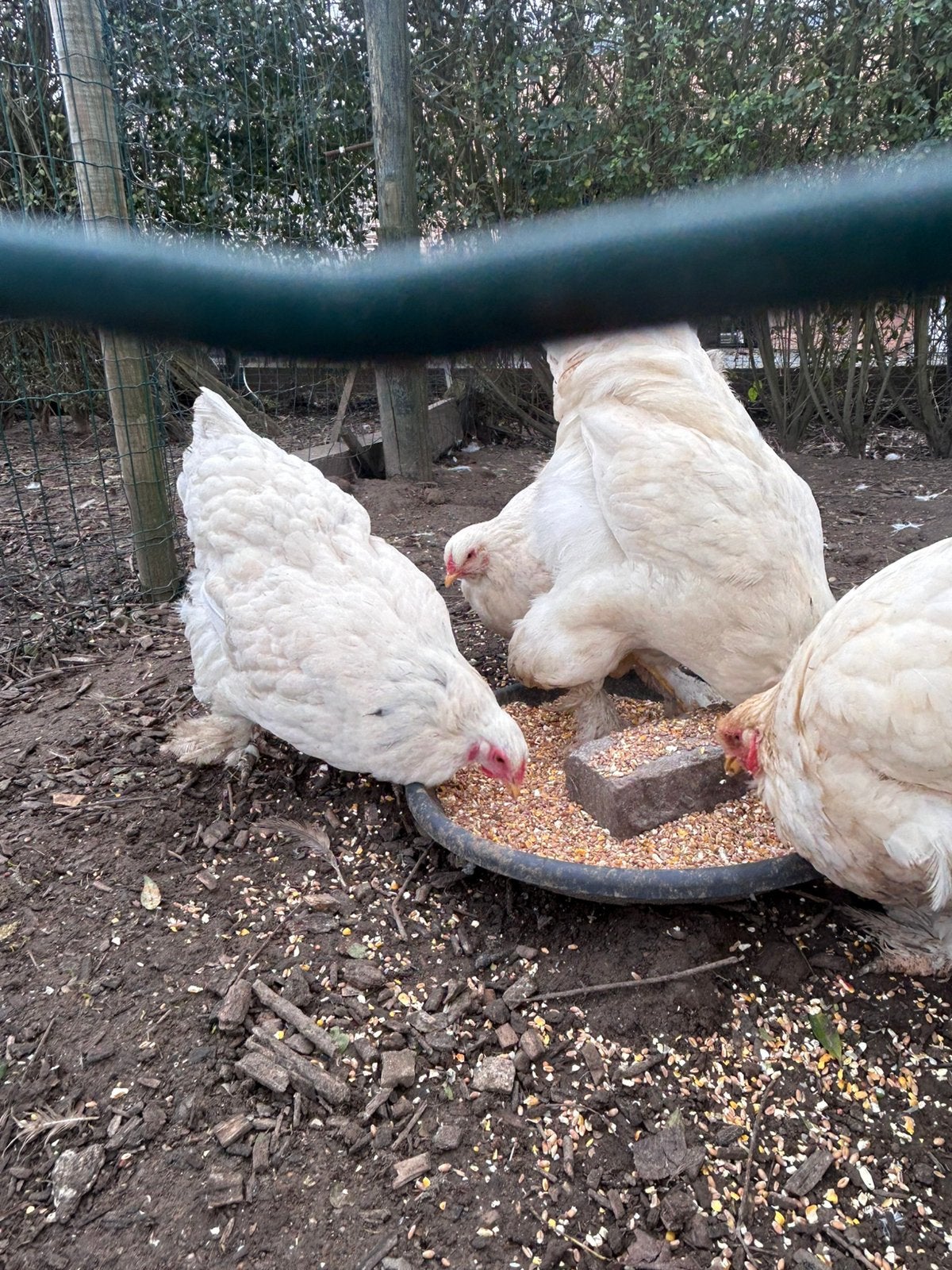 Ton de Brahma, Animaux & Accessoires, Plusieurs animaux, Poule ou poulet